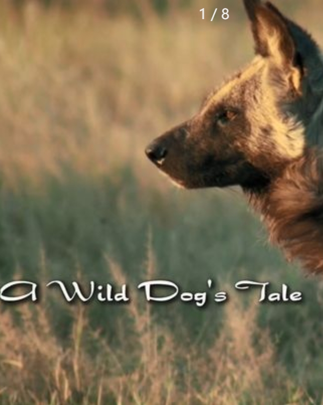 野狗的传奇故事  / A Wild Dog's Tale
