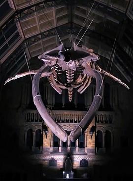 地平线系列.：恐龙迪皮与蓝鲸  / Horizon: Dippy and the Whale