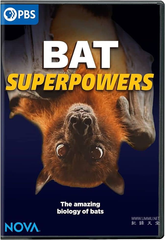 蝙蝠超能力  / Bat Superpowers