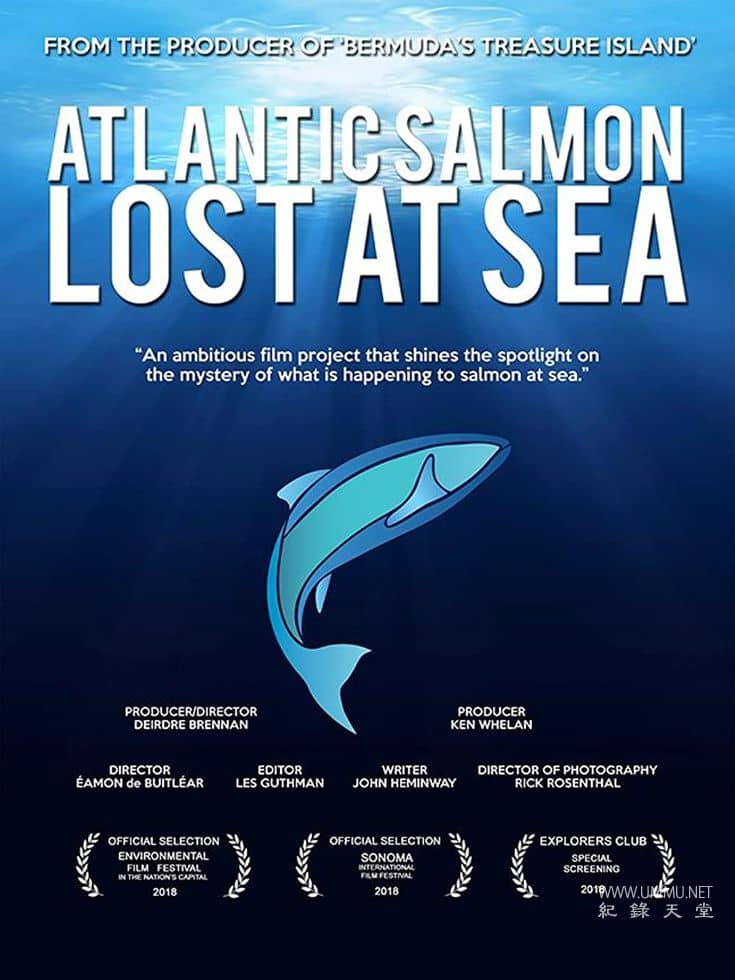 大西洋鲑鱼：迷失在海上  / Atlantic Salmon: Lost at Sea